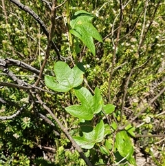 Lonicera japonica at Tharwa, ACT - 27 Jan 2024 by Jackserbatoioactgov