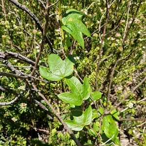 Passiflora cinnabarina at Tharwa, ACT - 27 Jan 2024 01:57 PM