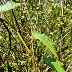 Passiflora cinnabarina at Tharwa, ACT - 27 Jan 2024 01:57 PM