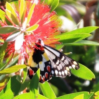 Delias aganippe (Spotted Jezebel) at Higgins, ACT - 2 Mar 2025 by Jennybach