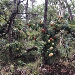 Banksia serrata at Kungala, NSW - Yesterday by donnanchris