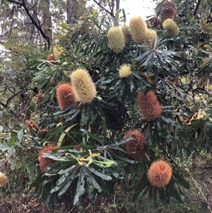 Banksia serrata at Kungala, NSW - 4 Mar 2025 01:55 PM