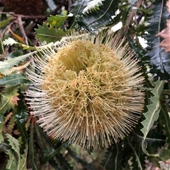 Banksia serrata at Kungala, NSW - 4 Mar 2025 01:55 PM