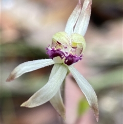 Caladenia testacea (Honey Caladenia) at Penrose, NSW by AJB