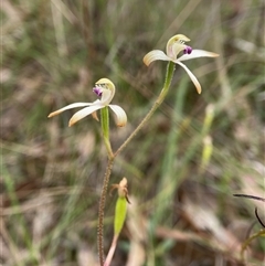 Caladenia testacea at Penrose, NSW - suppressed