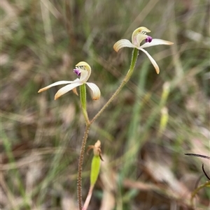 Caladenia testacea at Penrose, NSW - suppressed