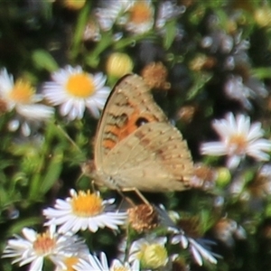 Junonia villida (Meadow Argus) at Latham, ACT - 2 Mar 2025 by Jennybach