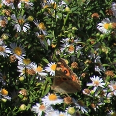 Junonia villida at Latham, ACT - 2 Mar 2025 11:45 AM