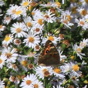 Junonia villida at Latham, ACT - 2 Mar 2025 11:45 AM