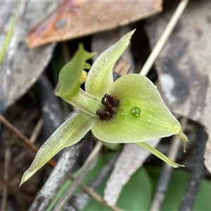 Chiloglottis chlorantha (Wollongong Bird Orchid) by AJB