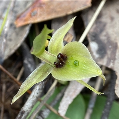 Chiloglottis chlorantha (Wollongong Bird Orchid) by AJB