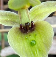 Chiloglottis chlorantha at Bundanoon, NSW - suppressed