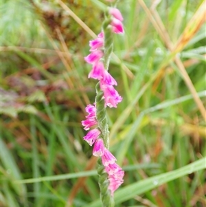 Spiranthes australis at Knights Hill, NSW - suppressed