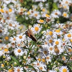 Vanessa kershawi (Australian Painted Lady) at Latham, ACT - 2 Mar 2025 by Jennybach