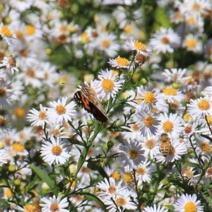 Vanessa kershawi (Australian Painted Lady) at Latham, ACT - 2 Mar 2025 by Jennybach