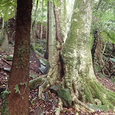 Elaeocarpus kirtonii (Silver Quandong) at Knights Hill, NSW - Today by plants