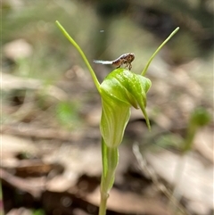 Diplodium atrans (Dark-tip greenhood) by AJB