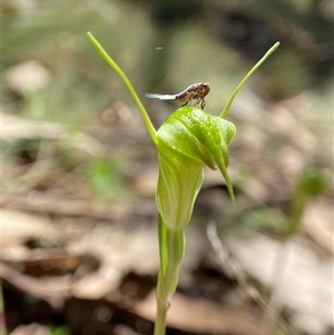 Diplodium atrans (Dark-tip greenhood) by AJB