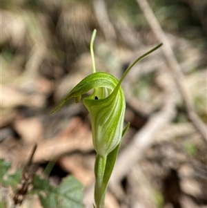 Diplodium atrans at Brindabella, NSW - suppressed