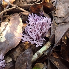 Unidentified Coralloid fungus, markedly branched at Knights Hill, NSW - 4 Mar 2025 by plants