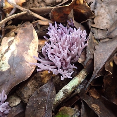 Unidentified Coralloid fungus, markedly branched at Knights Hill, NSW - 4 Mar 2025 by plants