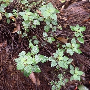 Australina pusilla (Small Shade Nettle) at Knights Hill, NSW - 4 Mar 2025 by plants