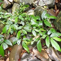 Elatostema reticulatum (Rainforest Spinach) at Knights Hill, NSW - 4 Mar 2025 by plants