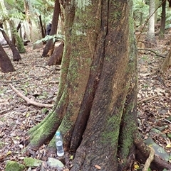 Elaeocarpus holopetalus (Black Olive Berry) at Knights Hill, NSW - Today by plants