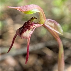 Chiloglottis reflexa (Short-clubbed Wasp Orchid) at Uriarra, NSW - 21 Jan 2024 by AJB