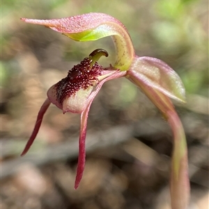 Chiloglottis reflexa (Short-clubbed Wasp Orchid) by AJB