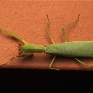 Pseudomantis albofimbriata at Ainslie, ACT - 28 Feb 2025 08:30 AM