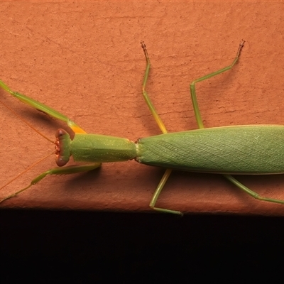 Pseudomantis albofimbriata (False garden mantis) at Ainslie, ACT - 28 Feb 2025 by jb2602