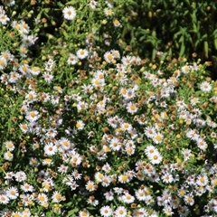 Symphyotrichum novi-belgii (Michaelmas Daisy) at Latham, ACT - 2 Mar 2025 by Jennybach