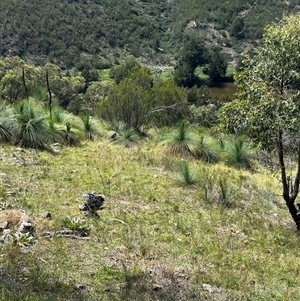 Xanthorrhoea glauca subsp. angustifolia at Uriarra Village, ACT - suppressed