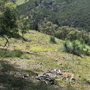 Xanthorrhoea glauca subsp. angustifolia at Uriarra Village, ACT - suppressed