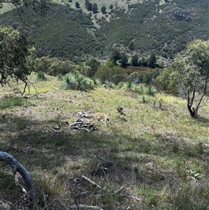 Xanthorrhoea glauca subsp. angustifolia at Uriarra Village, ACT - suppressed