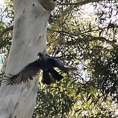 Callocephalon fimbriatum (Gang-gang Cockatoo) at Cook, ACT - 16 Feb 2025 by Jennybach