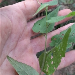 Abutilon oxycarpum at Pappinbarra, NSW - 4 Mar 2025 02:41 PM