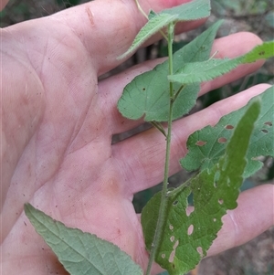 Abutilon oxycarpum at Pappinbarra, NSW - 4 Mar 2025 02:41 PM