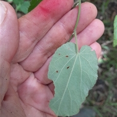 Abutilon oxycarpum at Pappinbarra, NSW - 4 Mar 2025 02:41 PM