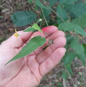 Abutilon oxycarpum at Pappinbarra, NSW - 4 Mar 2025 02:41 PM