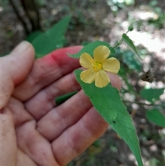 Abutilon oxycarpum at Pappinbarra, NSW - 4 Mar 2025 02:41 PM
