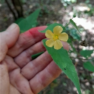 Abutilon oxycarpum at Pappinbarra, NSW - 4 Mar 2025 02:41 PM