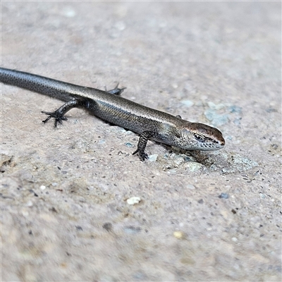 Lampropholis delicata (Delicate Skink) at Isaacs, ACT - 3 Mar 2025 by MatthewFrawley