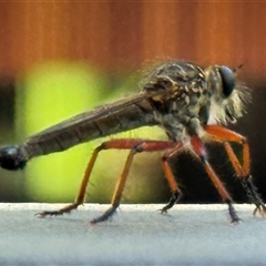 Asilidae (family) (Unidentified Robber fly) at Emerald, VIC - 25 Dec 2024 by GlossyGal