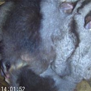 Petaurus norfolcensis at Thurgoona, NSW - 11 Dec 2024 02:00 PM