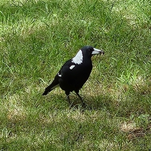 Gymnorhina tibicen at Braidwood, NSW - 4 Mar 2025 10:33 AM