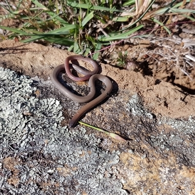 Formicidae (family) (Unidentified ant) at Whitlam, ACT - 26 Oct 2021 by RobSpeirs