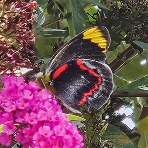 Delias nigrina (Black Jezebel) at Braidwood, NSW - 4 Mar 2025 by MatthewFrawley