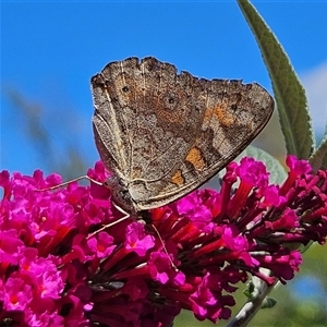 Junonia villida (Meadow Argus) at Braidwood, NSW - 4 Mar 2025 by MatthewFrawley